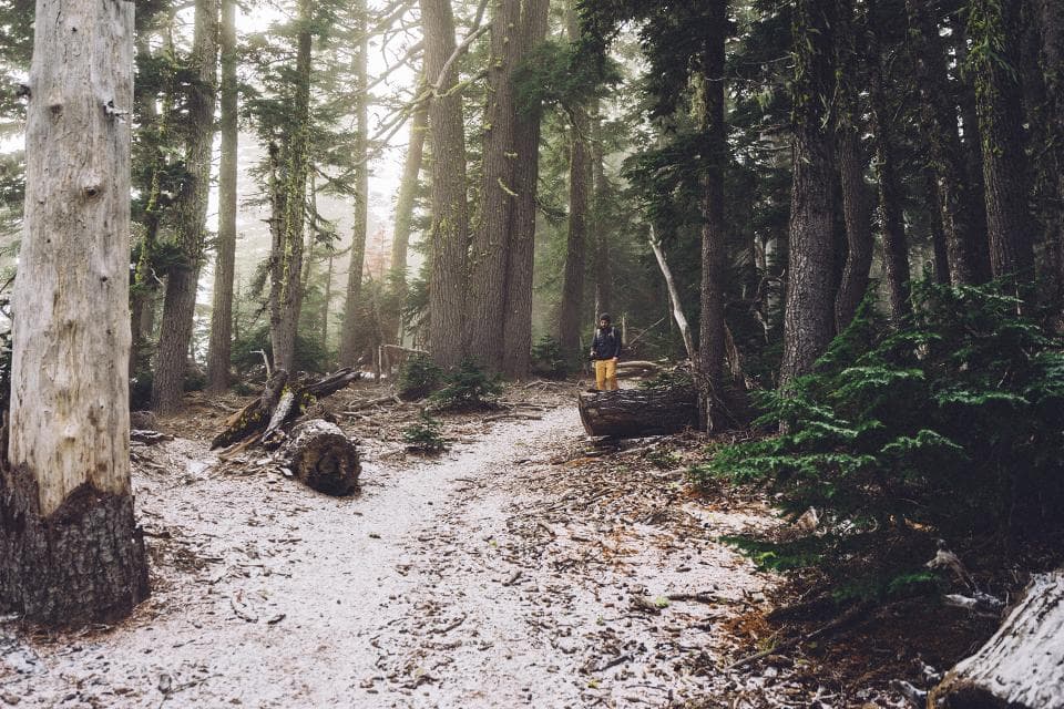 Sentier traversant une forêt de conifères, métaphore d'un choix de chemin.